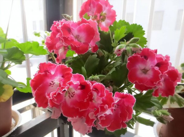 十二星座的守护花是什么花