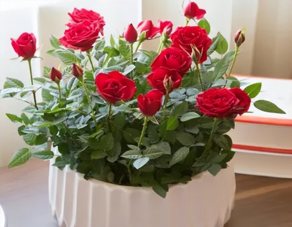 十二星座的守护花是什么花