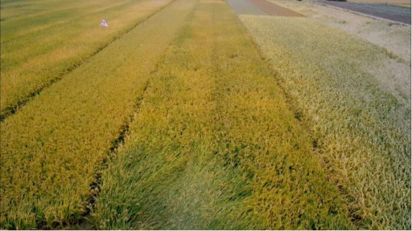 五谷杂粮中的黍是什么农作物