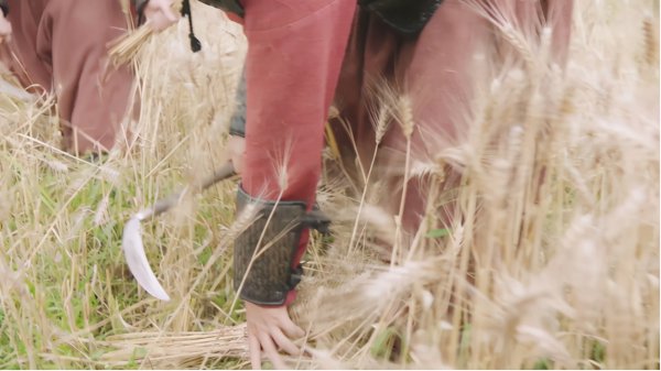 五谷杂粮中的黍是什么农作物