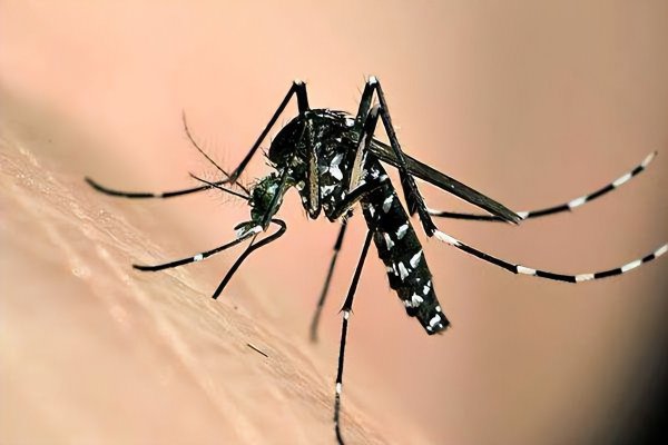 长期用电蚊香液对人有害吗