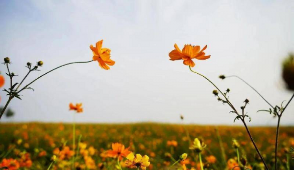 动心和动情的区别是什么