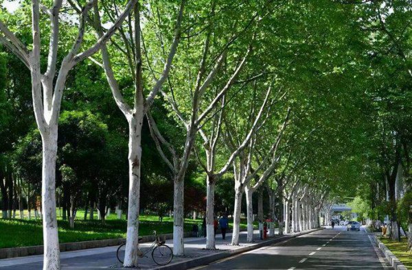 植树节的来历和风俗