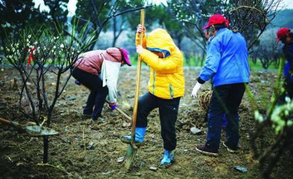 植树节的来历和风俗