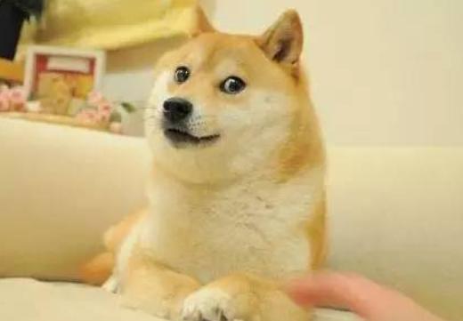 一整个蚌埠住了什么梗