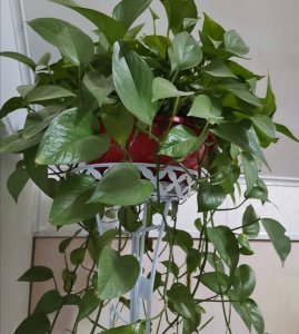 绿萝怎么养才能更旺盛 绿萝用什么肥料才能更绿更油亮