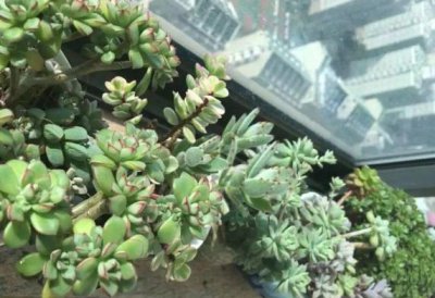 多肉化水如何补救 多肉有化水黑腐迹象还能挽救吗