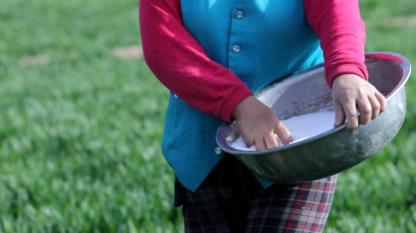 小麦什么时候追施尿素