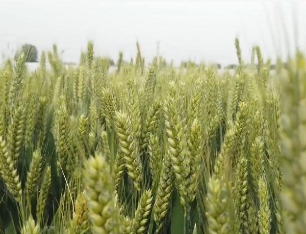 小麦什么时候追施尿素