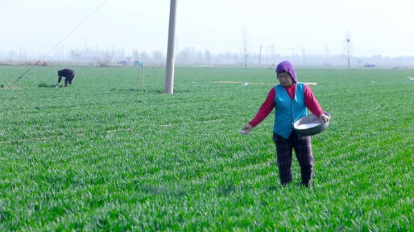 小麦什么时候追施尿素