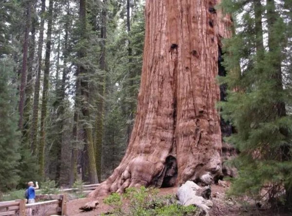 地球有史以来最大的生物