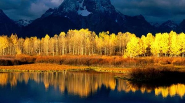 地球有史以来最大的生物