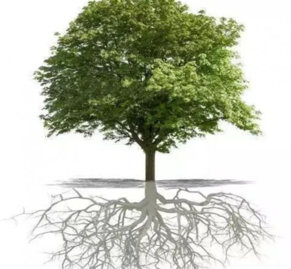 地球有史以来最大的生物