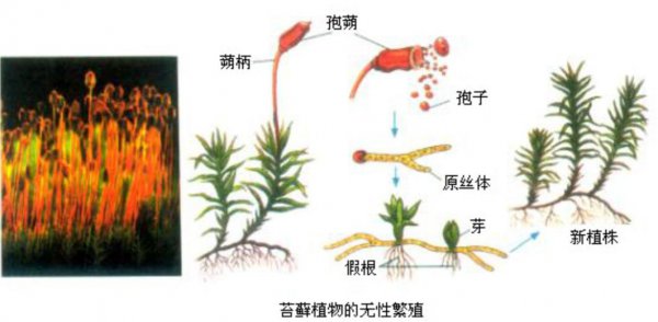 地球有史以来最大的生物