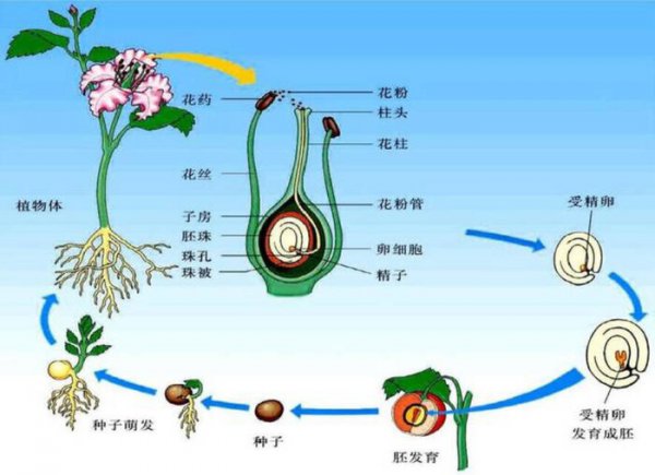 地球有史以来最大的生物
