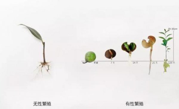 地球有史以来最大的生物