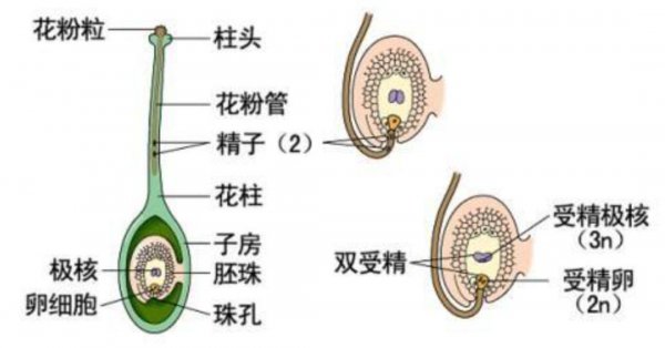 地球有史以来最大的生物
