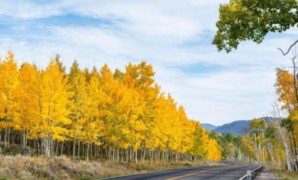 地球有史以来最大的生物