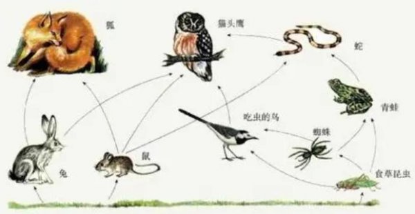 地球有史以来最大的生物