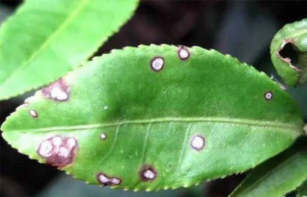 地球有史以来最大的生物