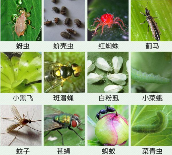 地球有史以来最大的生物