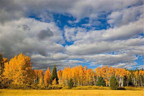 地球有史以来最大的生物