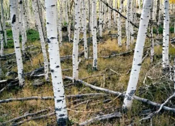 地球有史以来最大的生物