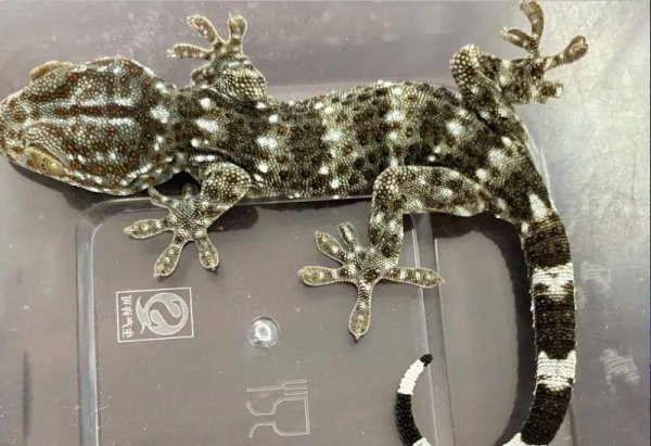 大壁虎蛤蚧为啥不让卖了