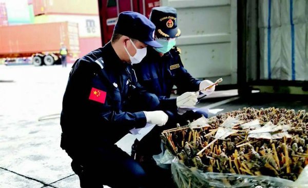 大壁虎蛤蚧为啥不让卖了