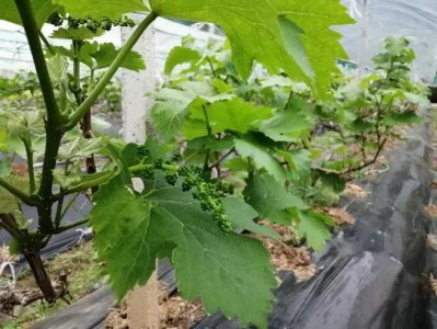 为什么家里忌讳种葡萄 家里不能种葡萄的原因是什么