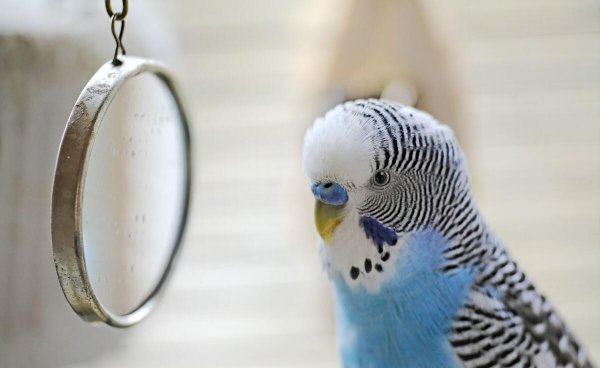 养鹦鹉对人的巨大危害是什么