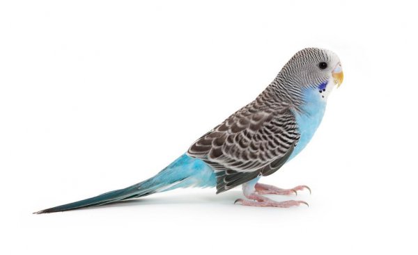 养鹦鹉对人的巨大危害是什么