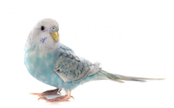 养鹦鹉对人的巨大危害是什么