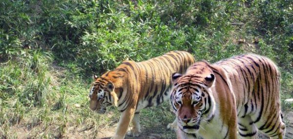 湖广填四川发生在什么时期