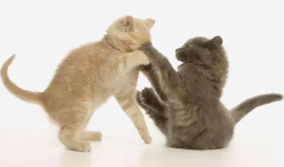 养猫不能养两只风水禁忌 家里同时养两只猫的忌讳讲究