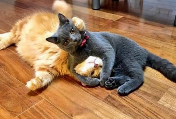 养猫不能养两只风水禁忌