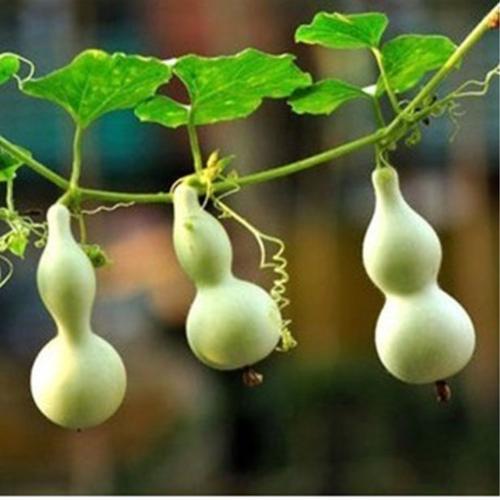 葫芦挂在进门的左边还是右边