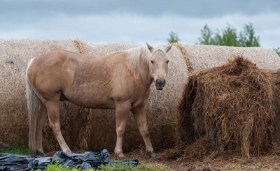 六畜指的是什么 中国常说六畜分别都是指哪几个
