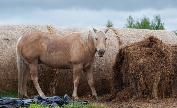 六畜指的是什么