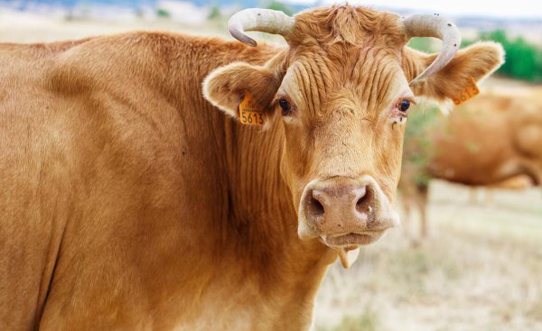 六畜指的是什么