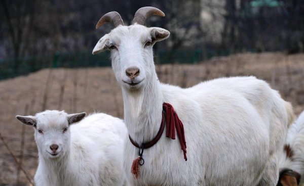 六畜指的是什么