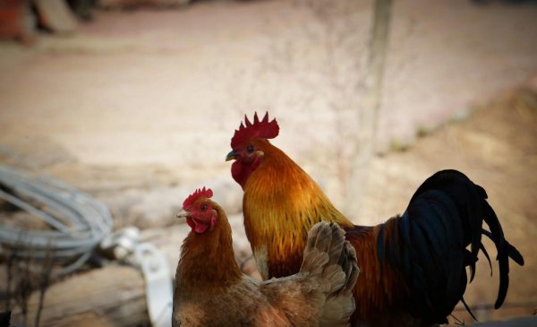 六畜指的是什么