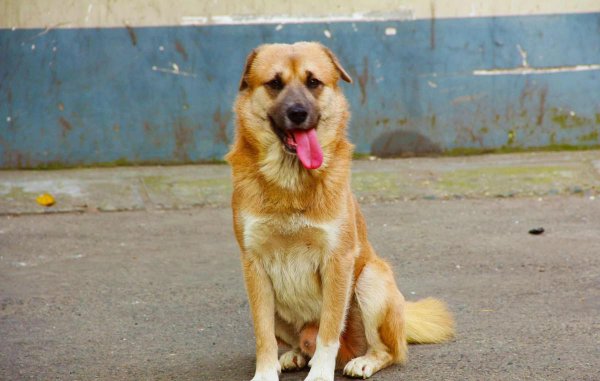 六畜指的是什么