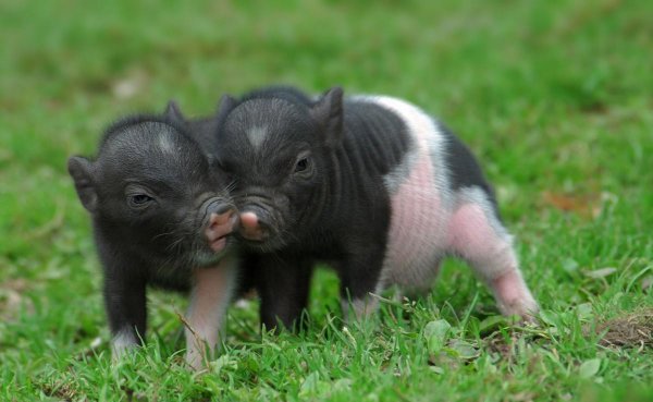 六畜指的是什么