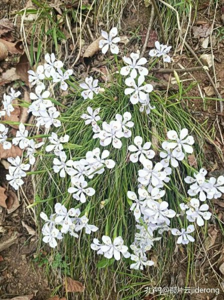 闵子骞芦衣顺母的故事