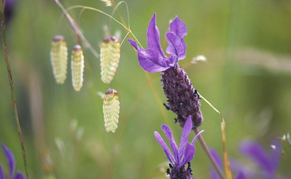 在古代驸马是什么意思