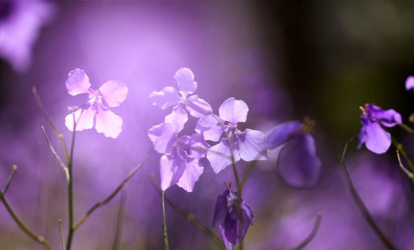 在古代驸马是什么意思