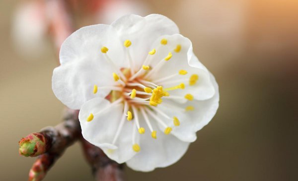 在古代驸马是什么意思