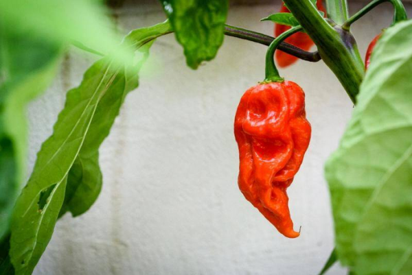 世界最辣的辣椒排名第一