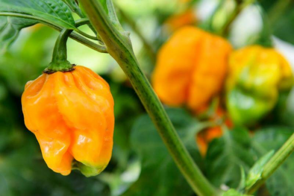 世界最辣的辣椒排名第一